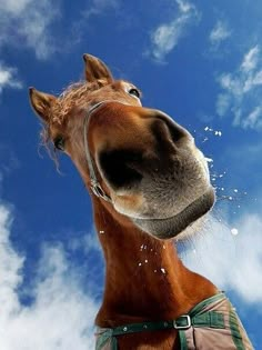 a brown horse standing on top of a lush green field