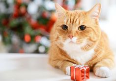 9 Cat-tastic Christmas Gifts for Cats You Can Buy Online #christmas #christmasgifts #catgift #catgifts #cats #christmascat #christmascatgifts #funnycatgifts #giftsforcats Cat Santa Hat, Cat Tent, Cat Christmas Gift, Cat Scarf, Cat Socks, Thoughtful Christmas Gifts, Cat Scratching Post, Indoor Cat