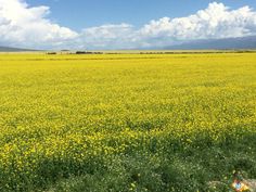 a field full of yellow flowers under a blue sky with white clouds in the background