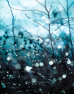 raindrops on the branches of a tree with blue sky in the back ground