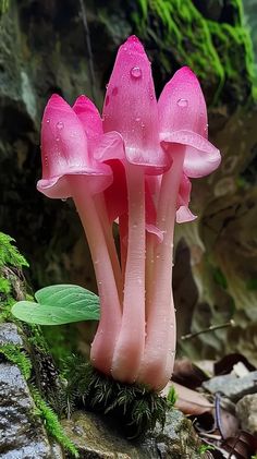 three pink mushrooms are growing out of the mossy ground in front of a rock wall