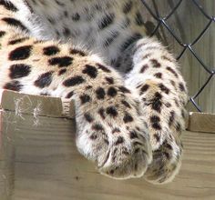 a close up of a cat's paw on a fence