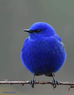 a blue bird sitting on top of a metal bar