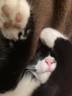 a black and white cat laying on top of a blanket next to a sleeping kitten