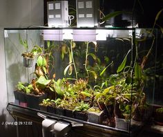 an aquarium filled with lots of plants in it's display case on top of a table