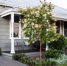 a small tree in front of a house