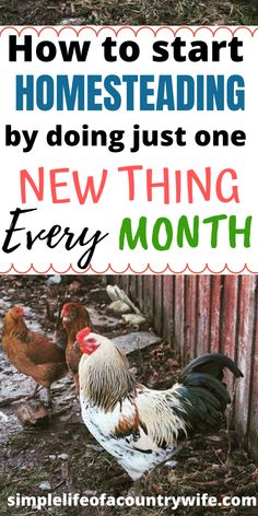 two chickens standing next to each other with the words how to start homesteading by doing just one new thing every month