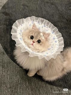 a cat with a cone on its head