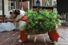 a small dog is dressed up like a potted plant