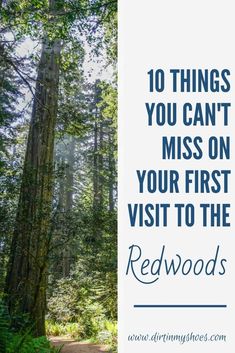 the woods with text overlay that reads 10 things you can't miss on your first visit to the redwoods