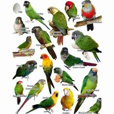 an image of different types of parrots on a white background with caption below