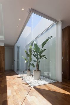 a houseplant in a glass walled room with wood flooring