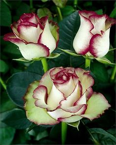 three blue and red roses with green leaves