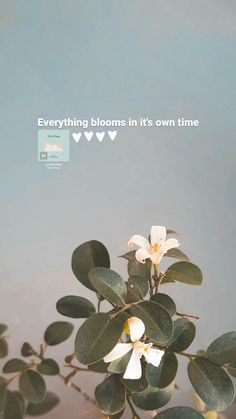 Instagram  story  inspiration asthetic flowers quotes Flower Thoughts Quotes, Instagram Story With Flowers, Aesthetic Wallpaper For Instagram Story, Asthetic Quotes Instagram Bio, Asthetic Idea For Instagram, Asthetic Life Quote, Bio Asthetic Quotes, Asthetic Thought For Instagram, Asthetic Stories Ideas For Insta