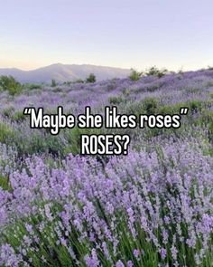 a field full of purple flowers with the words maybe she likes roses?