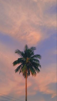 a tall palm tree sitting under a cloudy blue and pink sky in the evening sun