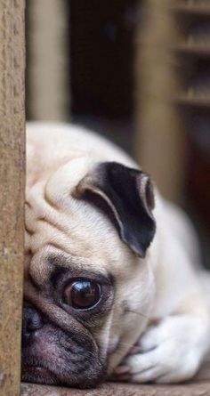 a pug dog laying on the floor next to a wall