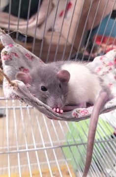 a rat is sitting in a cage with its mouth open and it's tongue hanging out