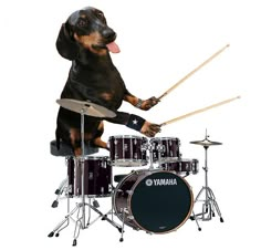 a dachshund dog sitting on top of a drum set with its tongue hanging out