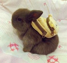 a small rabbit with a backpack on it's back