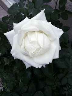 a white rose with green leaves in the background