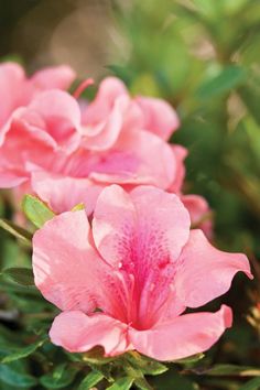 pink flowers with green leaves in the background