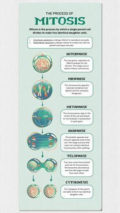 the process of mitosis is shown in this diagram, which shows how it works