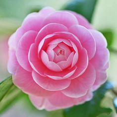 a pink flower with green leaves in the background