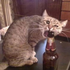 a cat sitting on top of a table with a beer bottle in it's mouth