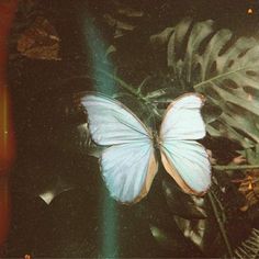 a white butterfly sitting on top of a green leaf covered ground next to a plant