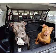 two dogs are sitting in the back of a car with their heads turned to look at the camera