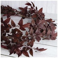 Length: 72" Thickness (Varies Upon Shaping): 12.5" Material: Plastic & Fabric Color: Brown & Burgundy Includes: 2 Loops Care & Safety: Indoor Use Only Quantity: 1 Give any room a woodsy vibe by displaying this Burgundy Leaf Garland. This piece features a long, segmented vine that supports serrated leaves. The leaves are a rich burgundy color to complement your home's moody aesthetic. Display it above the mantel or window alongside other leafy decorations for a coordinated display that lasts all Fall Leaves Home Decor, Red Eucalyptus Decor, Maroon Fall Decor, Anthropologie Fall Decor, Moody Halloween Decor, Burgundy Fall Decor, Autumn Mantel Decor, Moody Fall Decor, Burgundy Christmas Decor