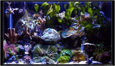 an aquarium filled with lots of different types of corals and seaweed in it