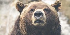 a large brown bear standing in front of a rocky mountain side with it's mouth open