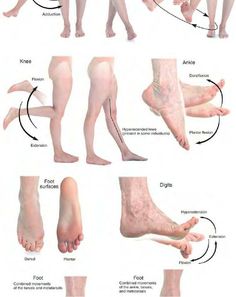 Anatomy references — feet, legs movements الفن الرقمي, Lower Extremity, Anatomy Poses, Anatomy For Artists, Human Poses