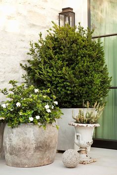 two potted plants sitting next to each other