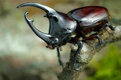 two large beetles sitting on top of a tree branch