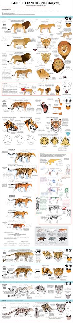 a poster showing different types of fish