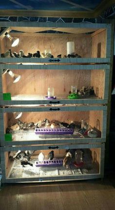 the shelves are filled with birds and other things to see in their caged area