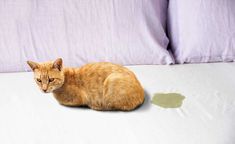 an orange cat sitting on top of a bed