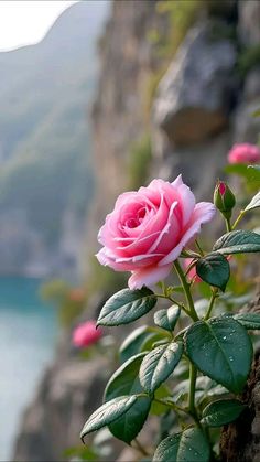 a pink rose is blooming on the edge of a cliff overlooking water and mountains