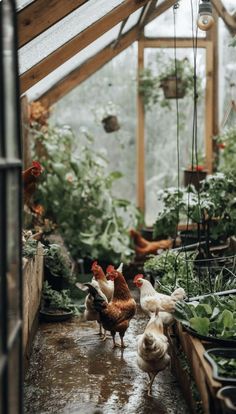 several chickens are walking around in a greenhouse