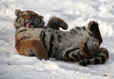 a tiger laying in the snow with its mouth open