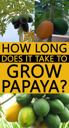 how long does it take to grow papaya? and what do you think?