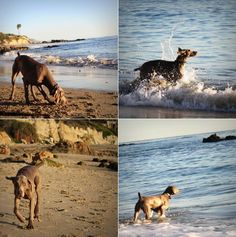 four different pictures of dogs playing in the water and on the sand at the beach