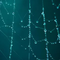 drops of water hanging from a spider web