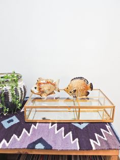 two fish in a glass box on top of a table next to a potted plant