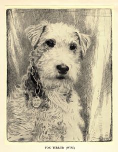 a black and white drawing of a dog with a tag on it's collar