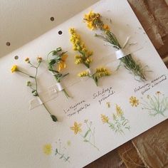 four flowers are arranged on a piece of paper that says, herbs and herbs