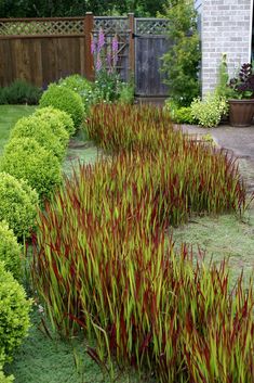 red and green plants in a garden next to a brick building